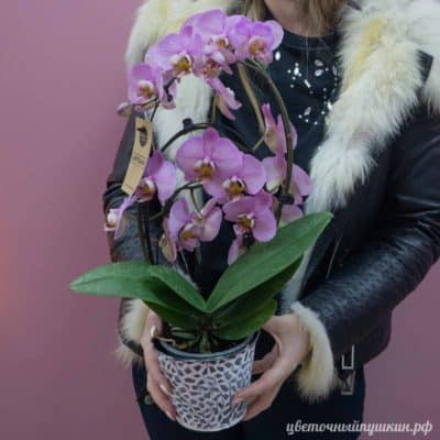 сиреневая-орхидея-горшок